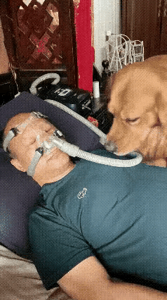 这条狗真的没白养！男子身体不舒服，呼吸十分困难，家人给他接上吸氧机休养，家里的金