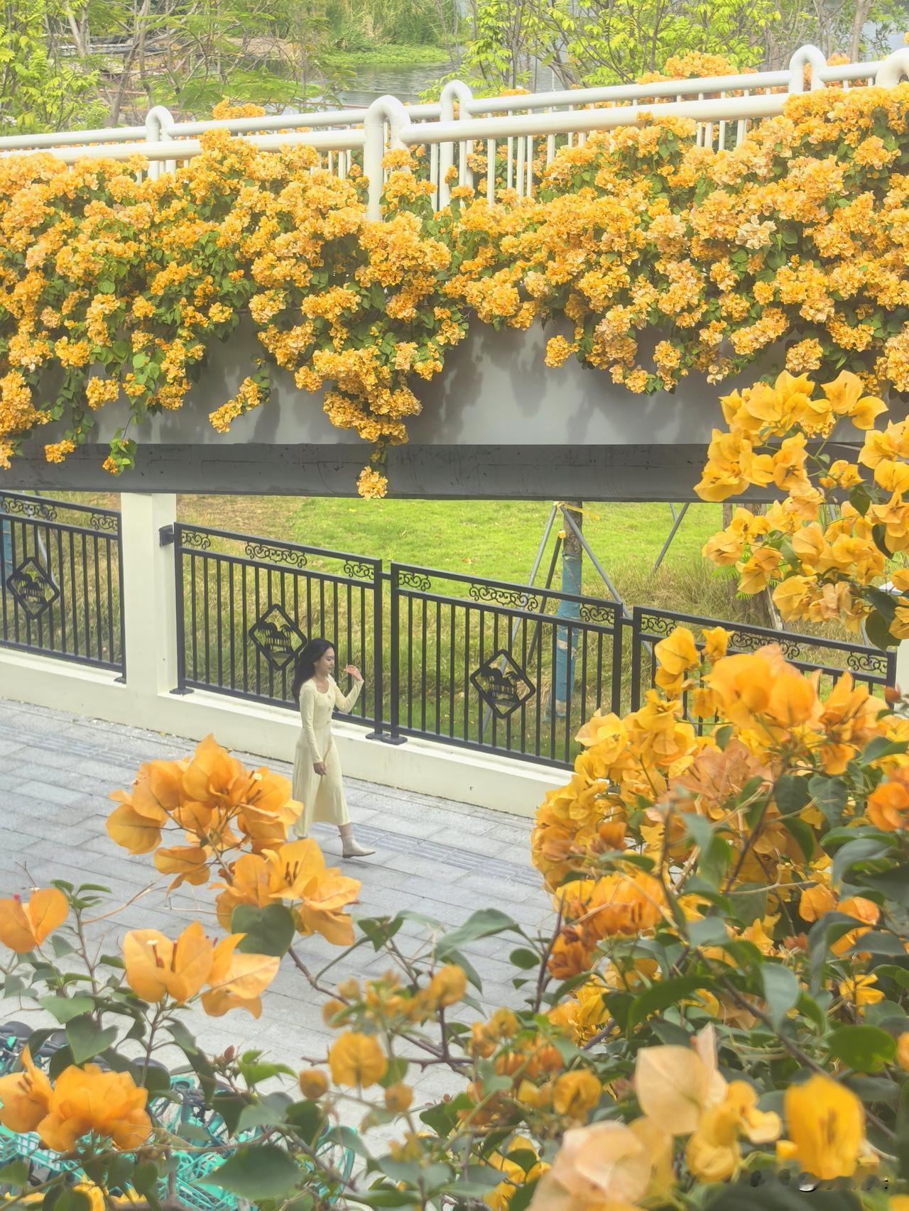 大美广州果然处处有惊喜途经彩虹桥百米三角梅瀑布全线盛放橘粉花浪倾泻而下