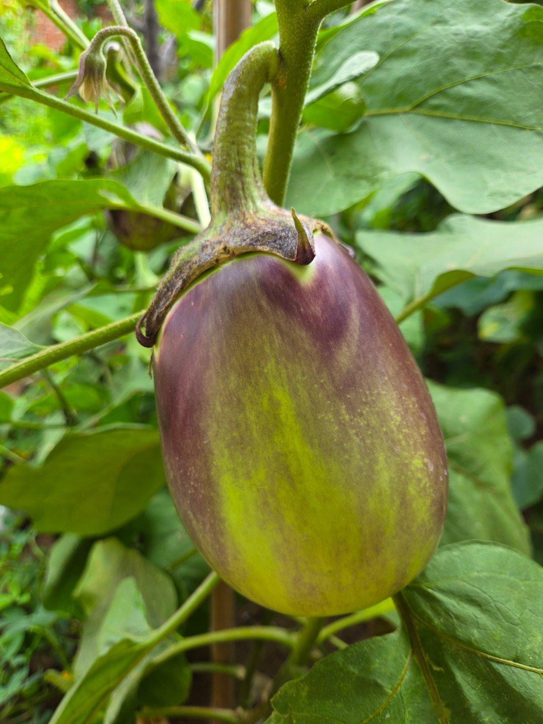 我家的菜园子。
