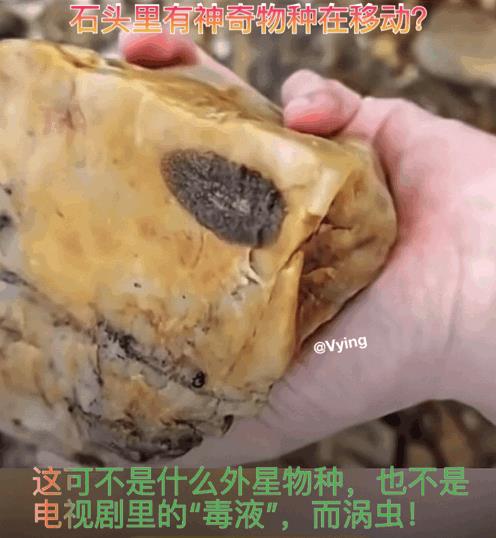 石头里有生物在移动！！用手碰它，它会躲避，看上去好像是在石头里面一样，其实是在