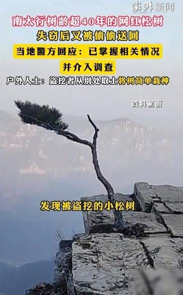 5月20日，据报道，河南南太行，此前消失的一棵火遍户外圈、树龄超过四十载的绝壁苍