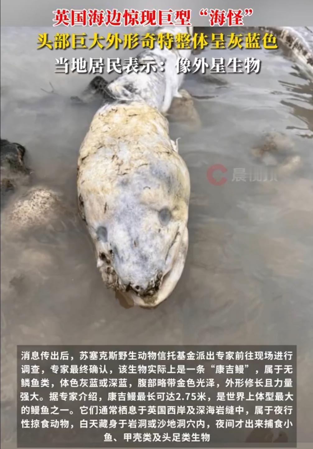 英国海边“巨型海怪”惊现？真相：3米长鳗鱼而已，别大惊小怪！英国海边冒出“
