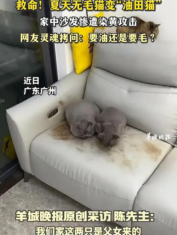 太崩溃了！近日，广东广州一名男子发视频称，自己家里养了两只无毛小猫，是一对父女，