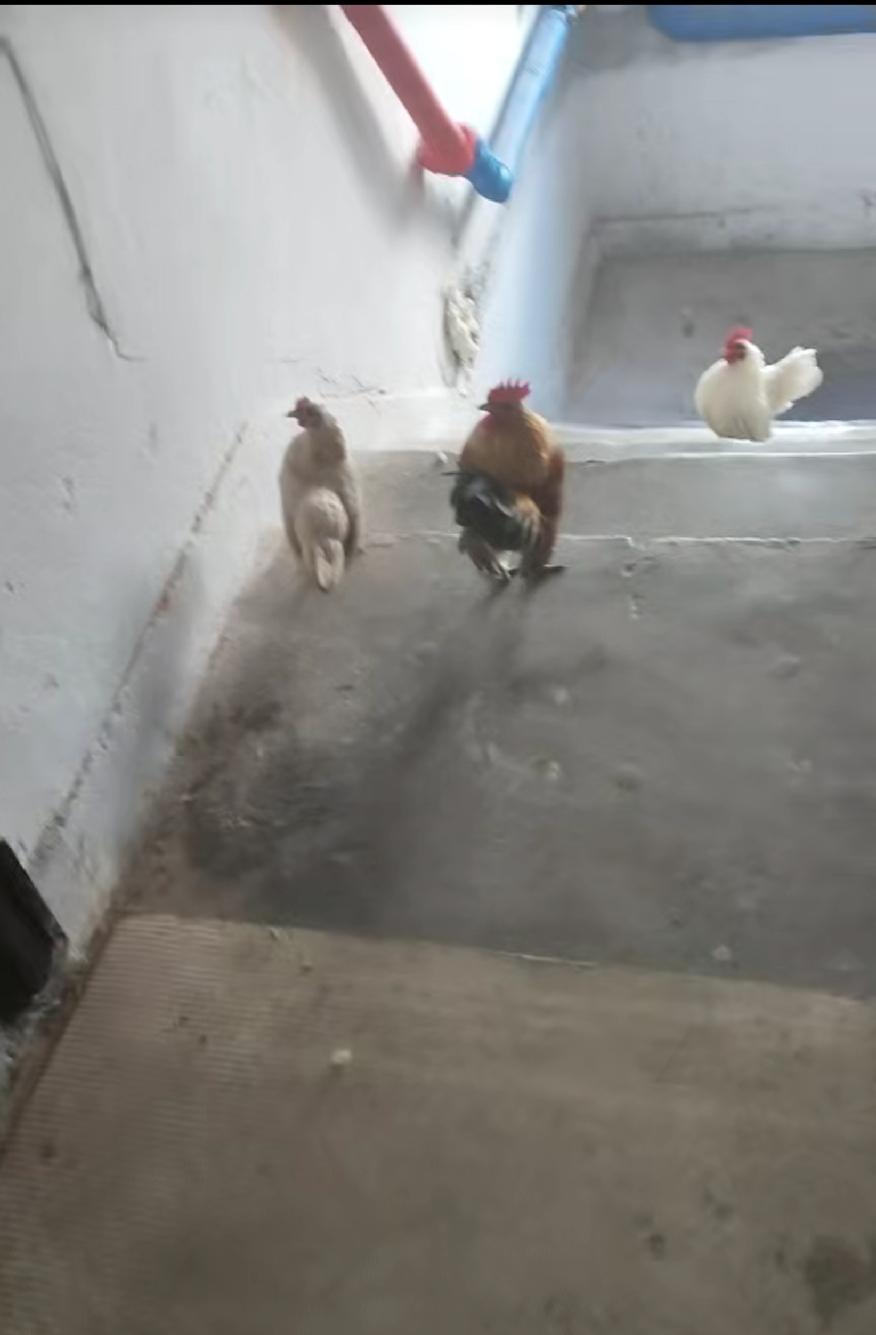哈尔滨，三机老区，某栋2楼的住户，在楼道里养鸡，听邻居说，鸡还有攻击性，（谁也管