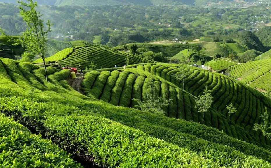 大s选择木栅这个地方树葬，意味着将和大自然真正融为一体。木栅是旅游的好地方，有