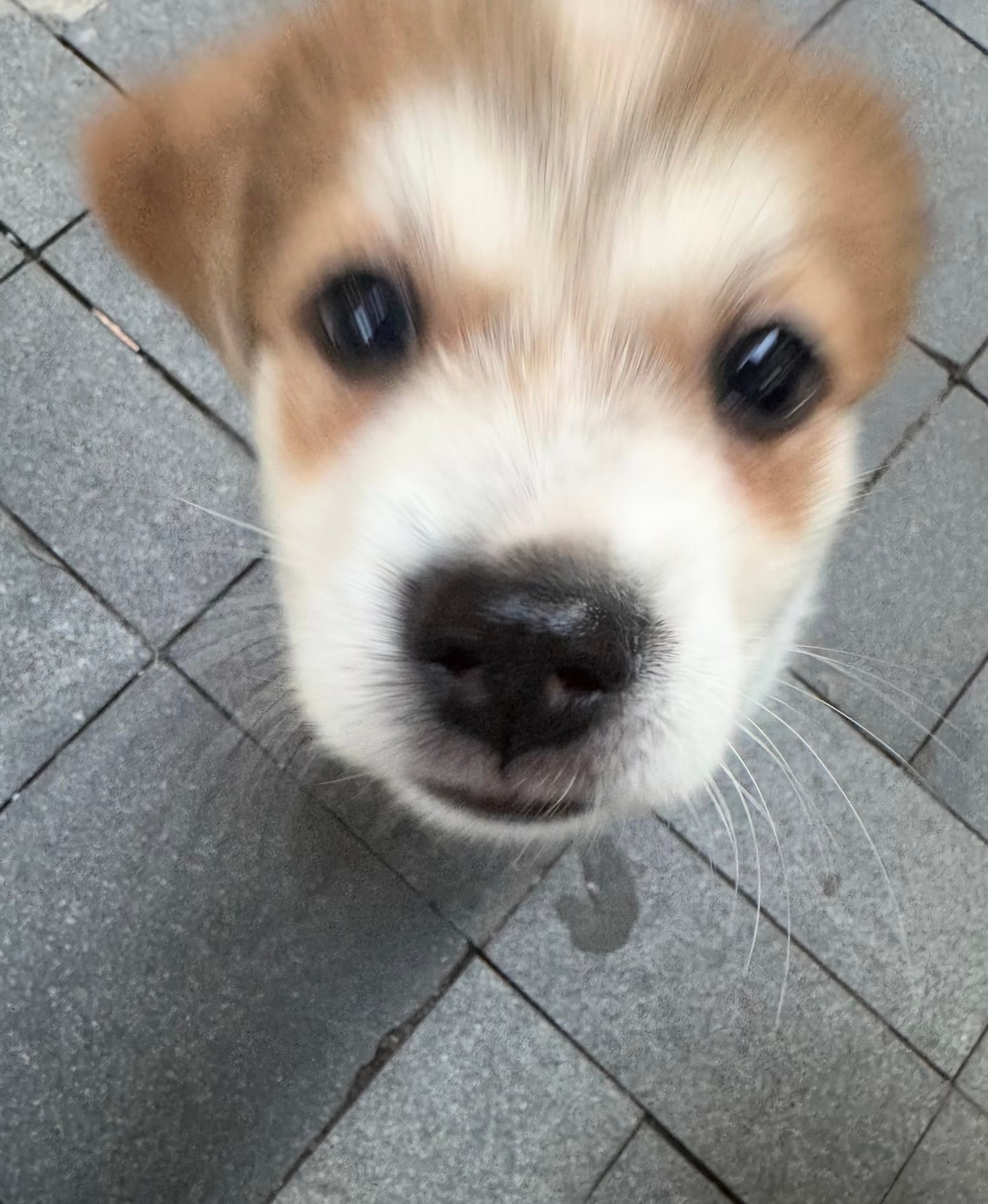 恭喜你收获了小狗的一个亲吻