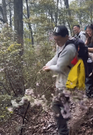 祸从天降，小树遭殃！物以类聚、有一个同行阻止也不会这樣！[赞][大笑]