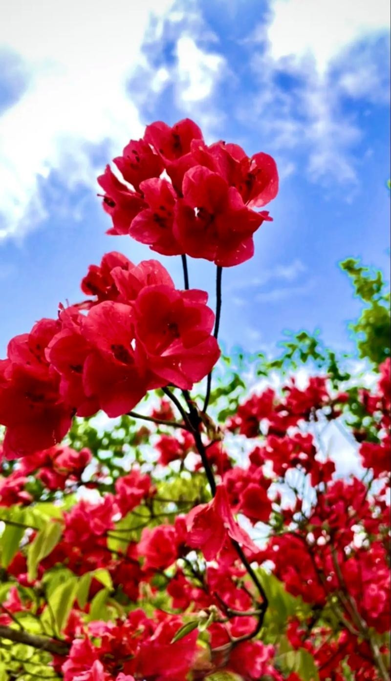 杜鹃花：何须名苑看春风，一路山花不负侬。杜鹃（映山红）在四月开得热烈，如“火红玛瑙缀青山”。其品种繁