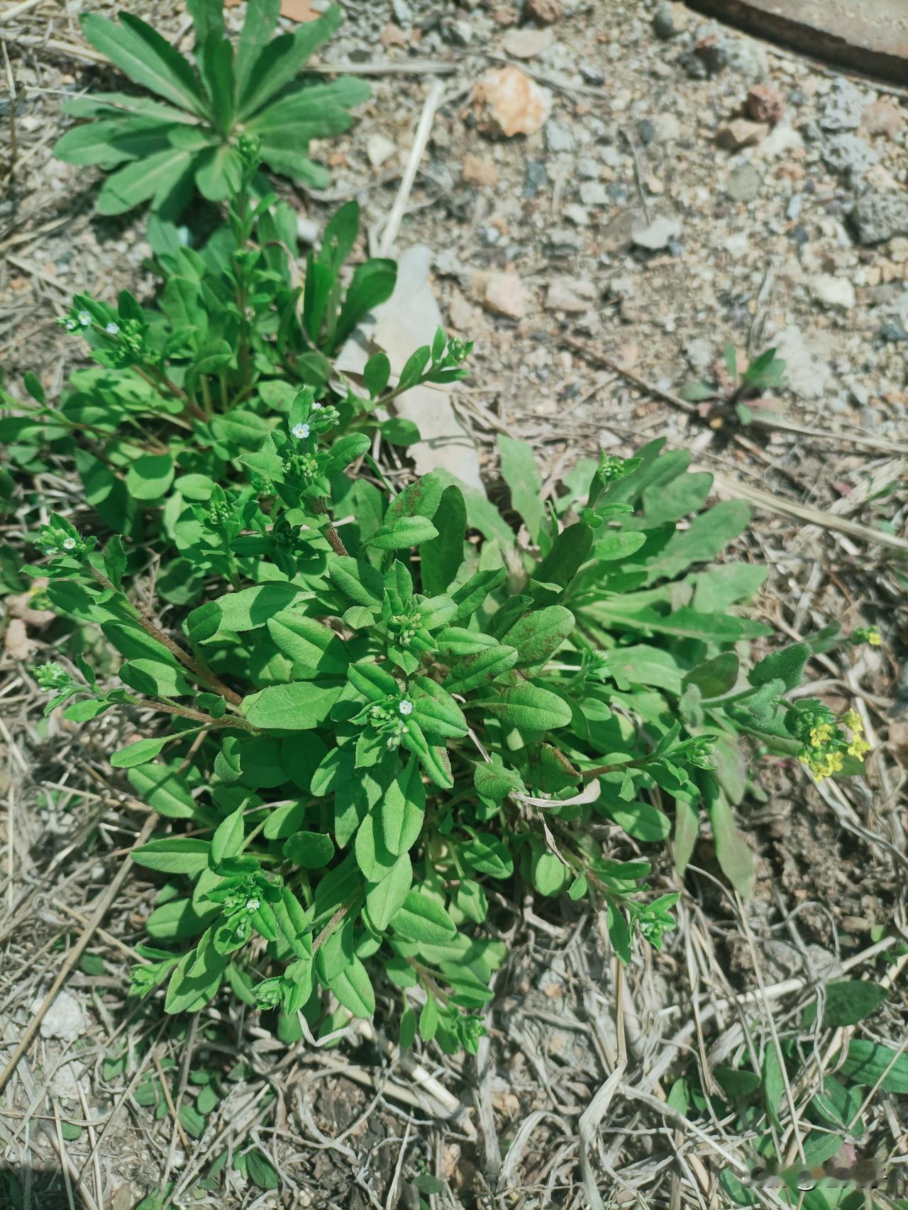 东北方言之（714），巧扑了：在东北，夏天遍地都有这种野菜，东北人管它叫巧扑了