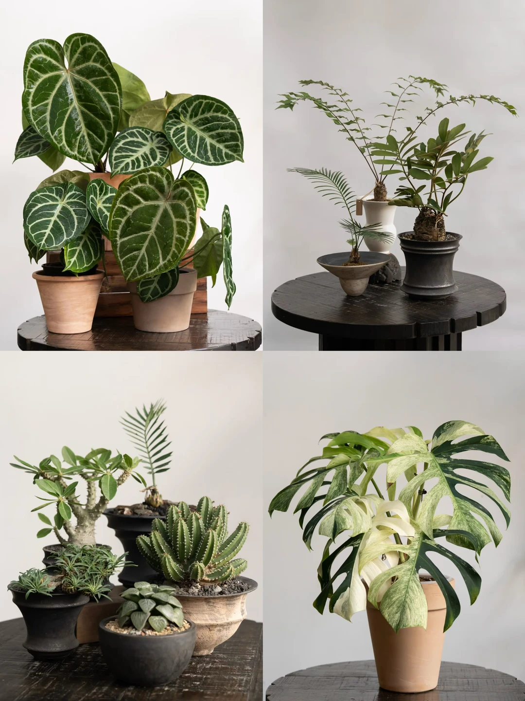 植物和盆器，真的要互相成全