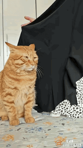 橘猫：我想找女朋友，但我是有要求的。