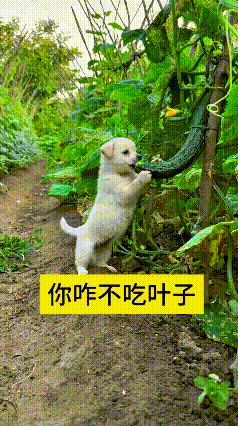 小狗跟着主人在黄瓜地里溜达，走着走着看见挂在藤上的黄瓜，一下子就走不动道了。它后