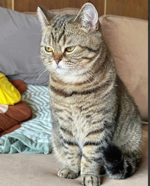 这只狸花猫我养一年了，经常三四天不回家，每次回来身上还总是香喷喷的