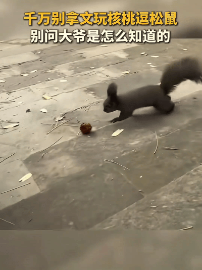 “笑不活了！”北京，大爷在公园遛弯看到一只小松鼠，一时兴起拿出盘了多年的文玩核桃