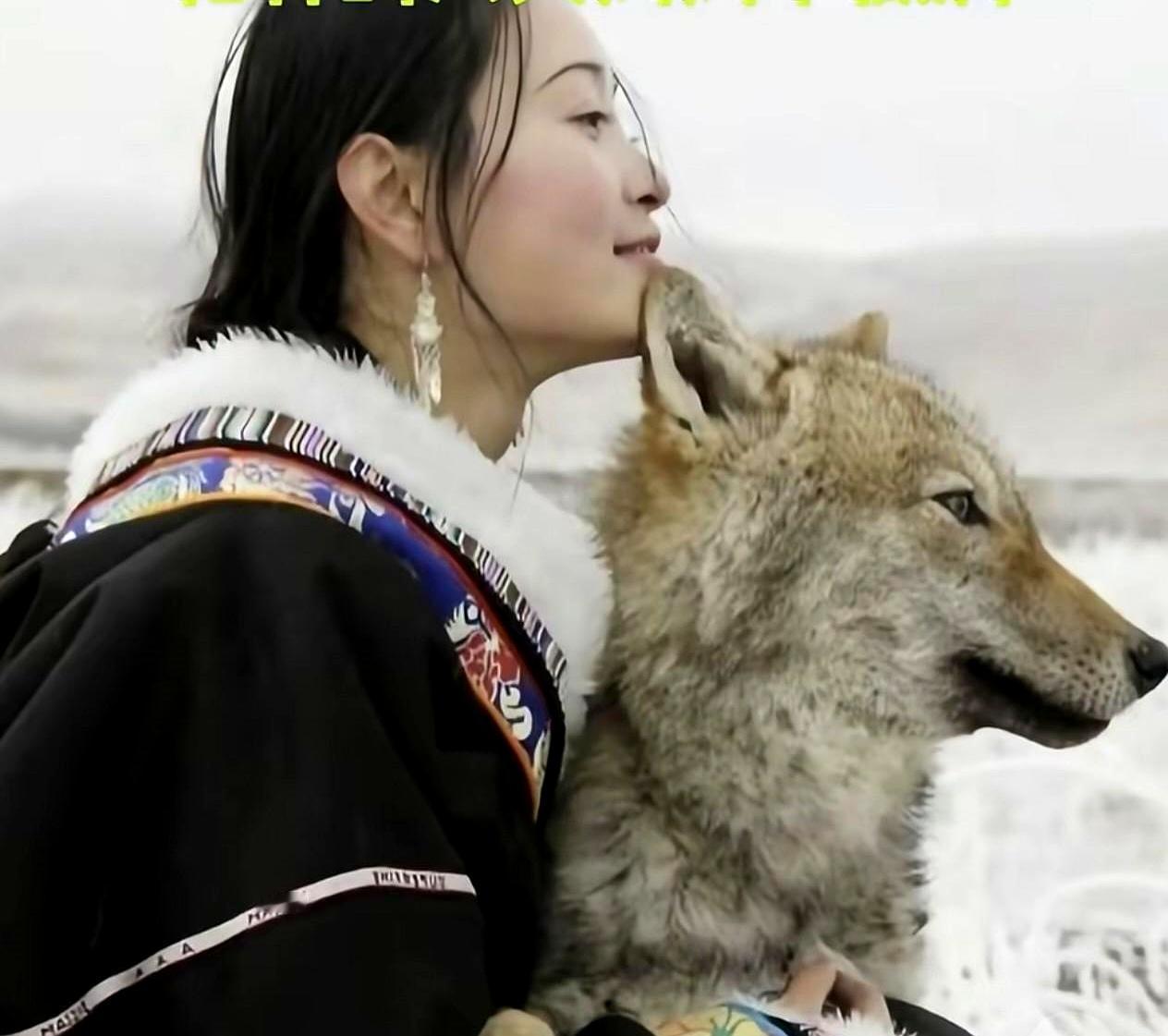 别再刷《重返狼群》了！那个养狼的女人李微漪，如今却公开恳求，希望大家能忘了