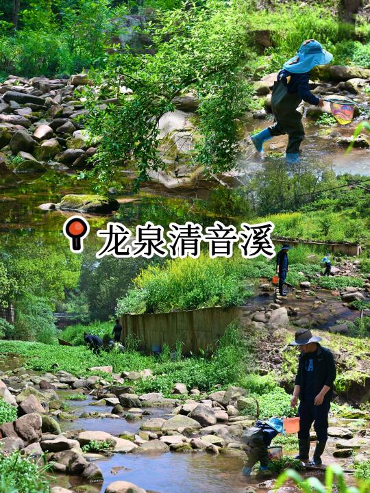 成都周边1h‼️龙泉清音溪溯溪露营抓螃蟹🦀