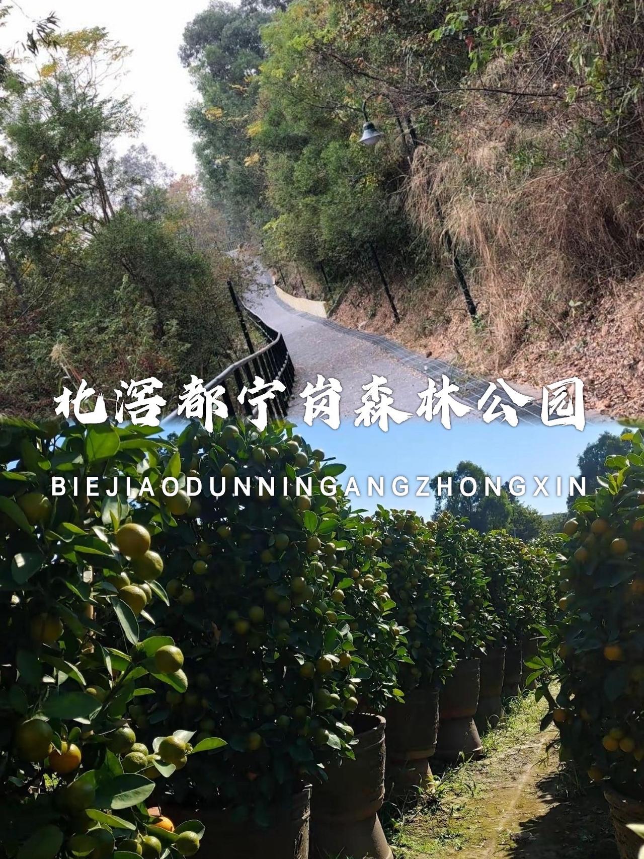 顺德都宁岗森林公园｜小众轻徒步，爬山寻古迹，打卡地道顺德味厌倦了人挤人的热门
