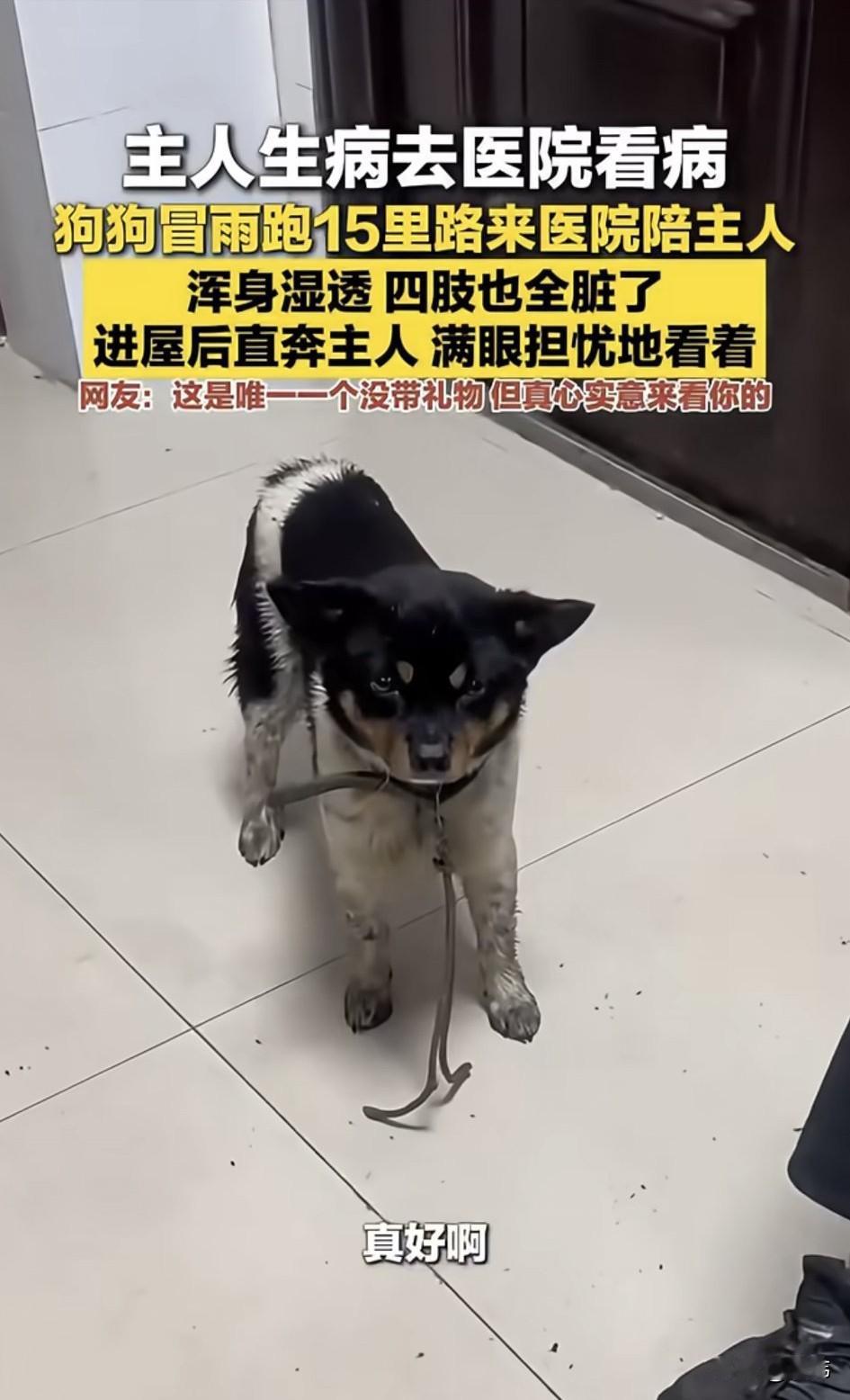 泪目了！一位大哥养了一只狗狗，平时就非常疼爱它，它也非常依赖大哥，最近大哥由于感