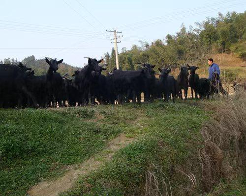 养20只黑山羊繁殖母羊，多久能回本？养黑山羊的朋友们，不少人想从小规模试试水，比