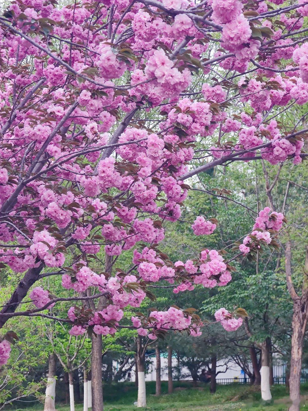 玉渊潭公园樱花谷晚樱摄影