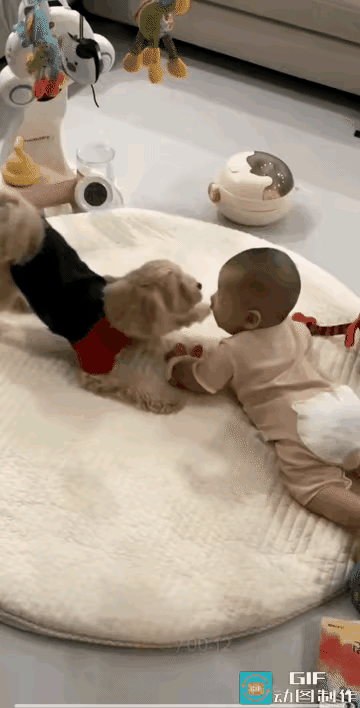 恶犬趴在小孩头上做着撒尿的动作，男子见了就想把狗扔掉，谁知他老婆坚决不同意声称如