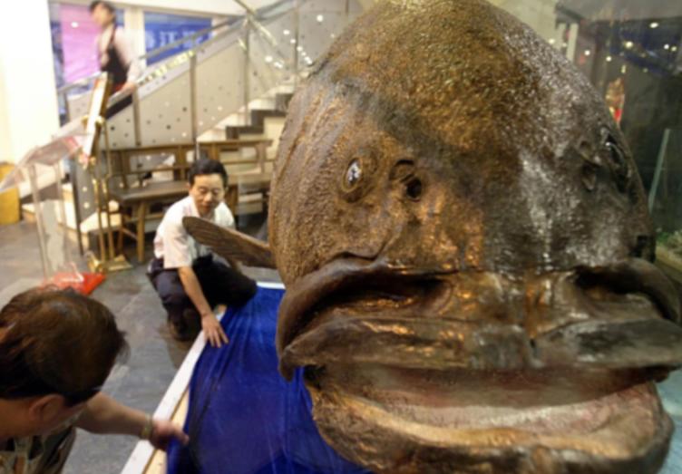 2013年，南沙群岛一位渔民出海捕鱼，意外捕到了一条683斤的巨型石斑鱼，东莞的