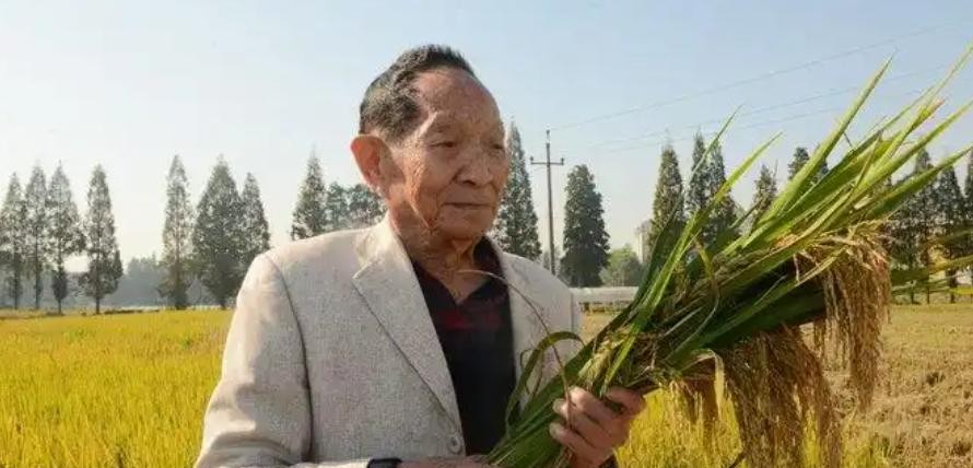 <em>海水稻</em>安全重要产量高能种