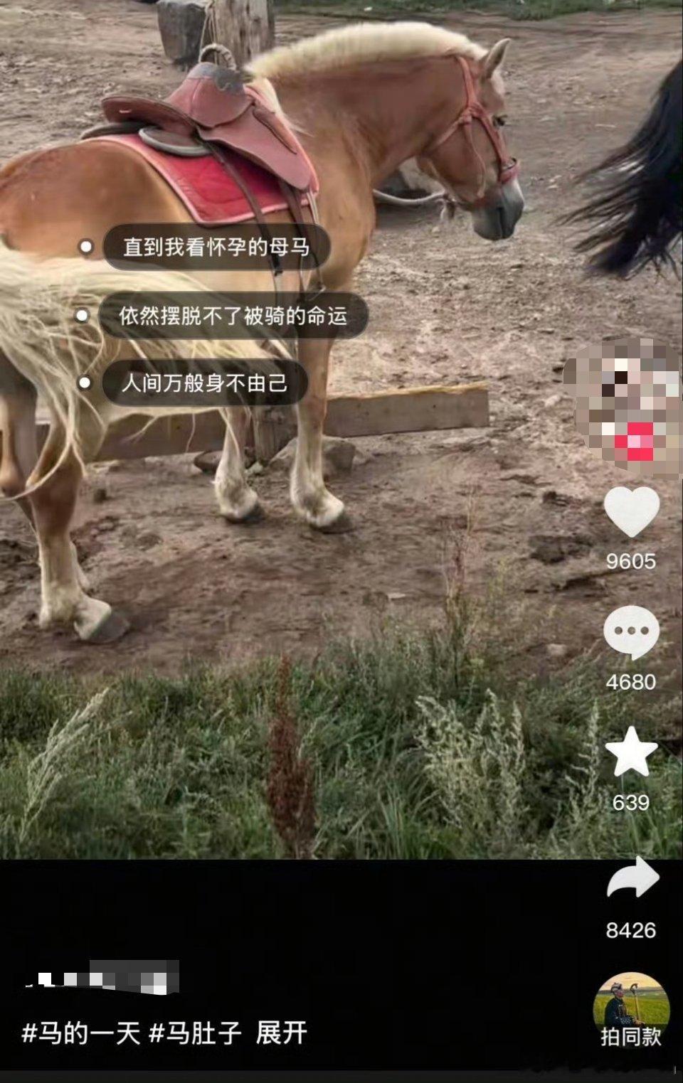 网友代入母马，结果发现是公马。​​​