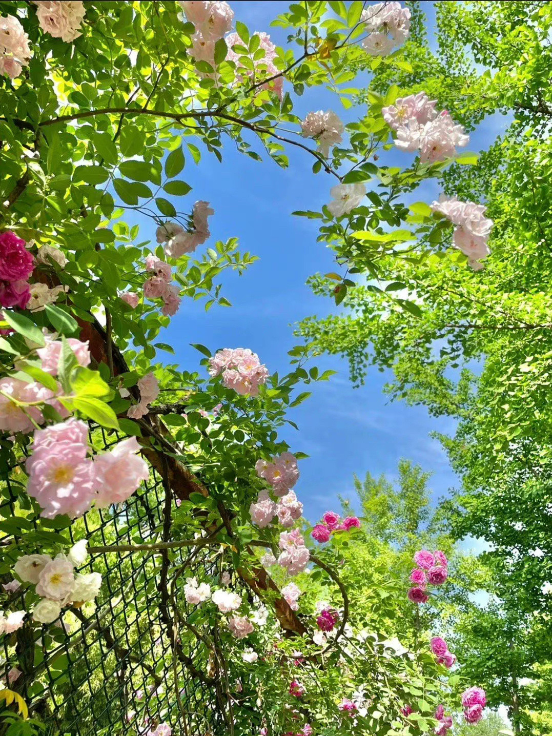 宝宝，如果你刷到这组春天背景图，你已经幸运起来了，嘿嘿嘿