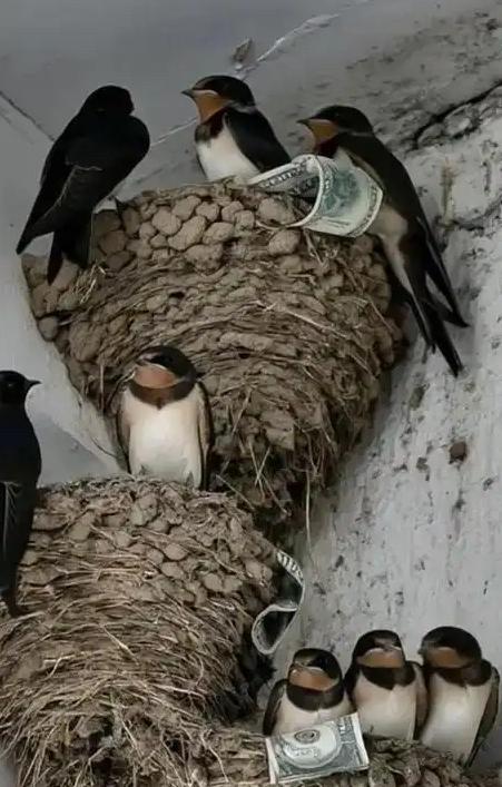 富贵人家从不筑燕子窝，老祖宗早讲清其中玄机：若家中出现燕子，实则是在提醒你这2件