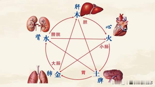 五脏虚损，五大调理办法，教你一招，帮你养好身体五脏，身体强壮1.脾气虚——就