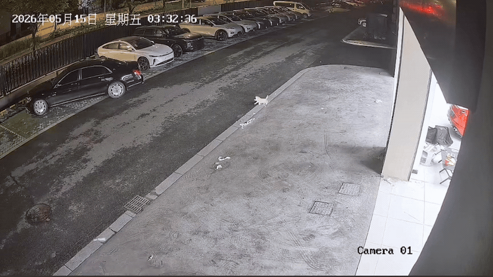 近日广东，一司机深夜在园区道路上正常行驶，一只未拴绳的小狗突然朝马路中央跑去，司