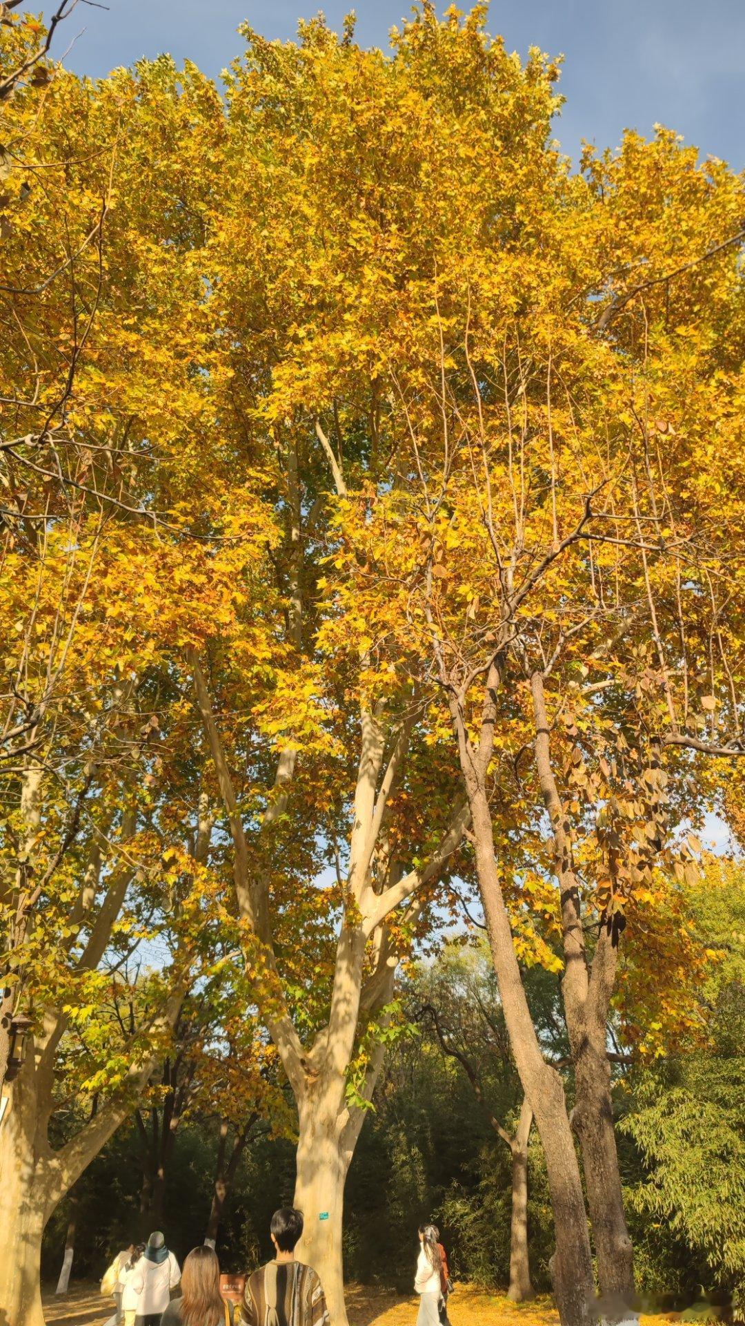 地坛公园晚秋  摄影
