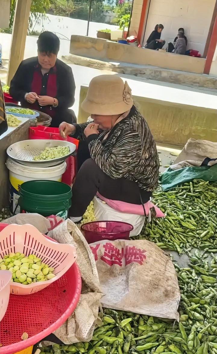 这可真是“进口”蚕豆，这一幕如果让爱吃蚕豆粒的人看到，不得把隔夜饭吐出来？这个