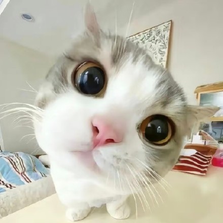 想给蒲总当狗是人之常情​​​