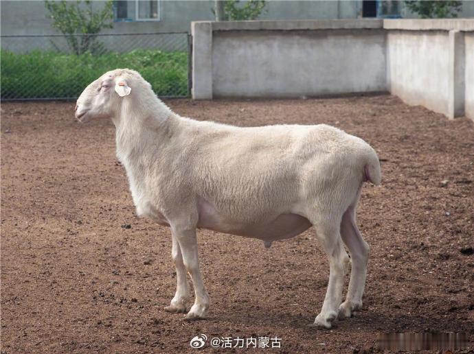 【内蒙古新品种“兴羔肉羊”通过国家审定】我区自主培育的肉羊新品种“兴羔肉羊”顺利