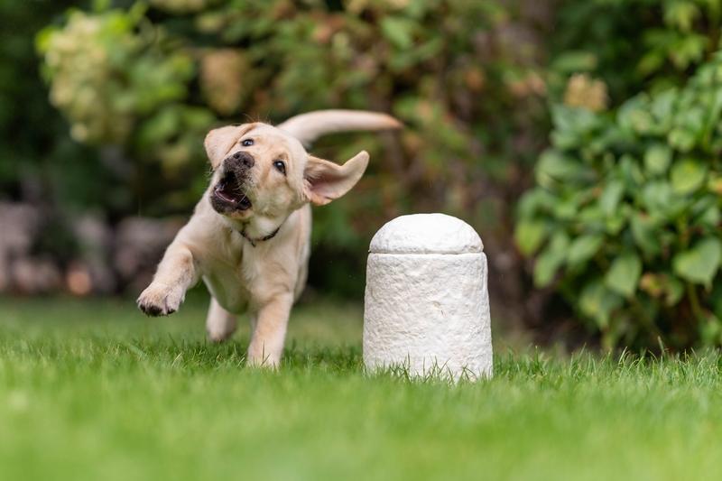 男子因狗养不熟将其放生户外看到“男子因狗养不熟将其放生户外”这事儿，有点感慨。