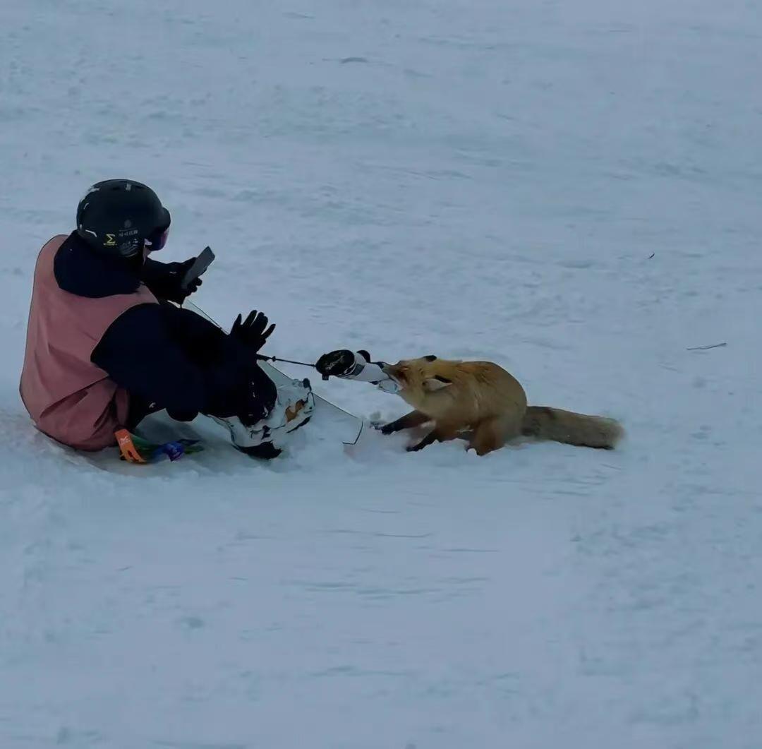 新疆滑雪场惊魂一幕：狐狸咬裤腿、扑游客，这真不是什么“灵狐报恩”的童话3月10