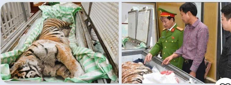 买老虎煮汤，越南清化两人被起诉越南清化省警方2月13日表示，警察侦查局作出立案