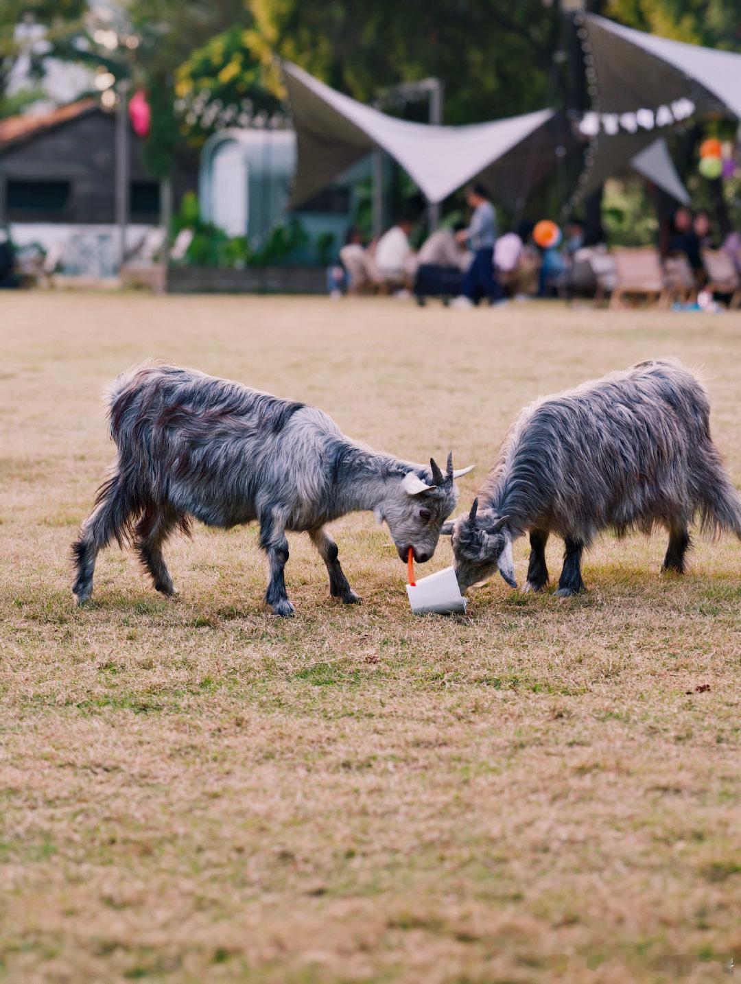 广东短袖穿回本可不是嘛，冷空气下来就冻24小时，然后又是持续的和暖天气。在