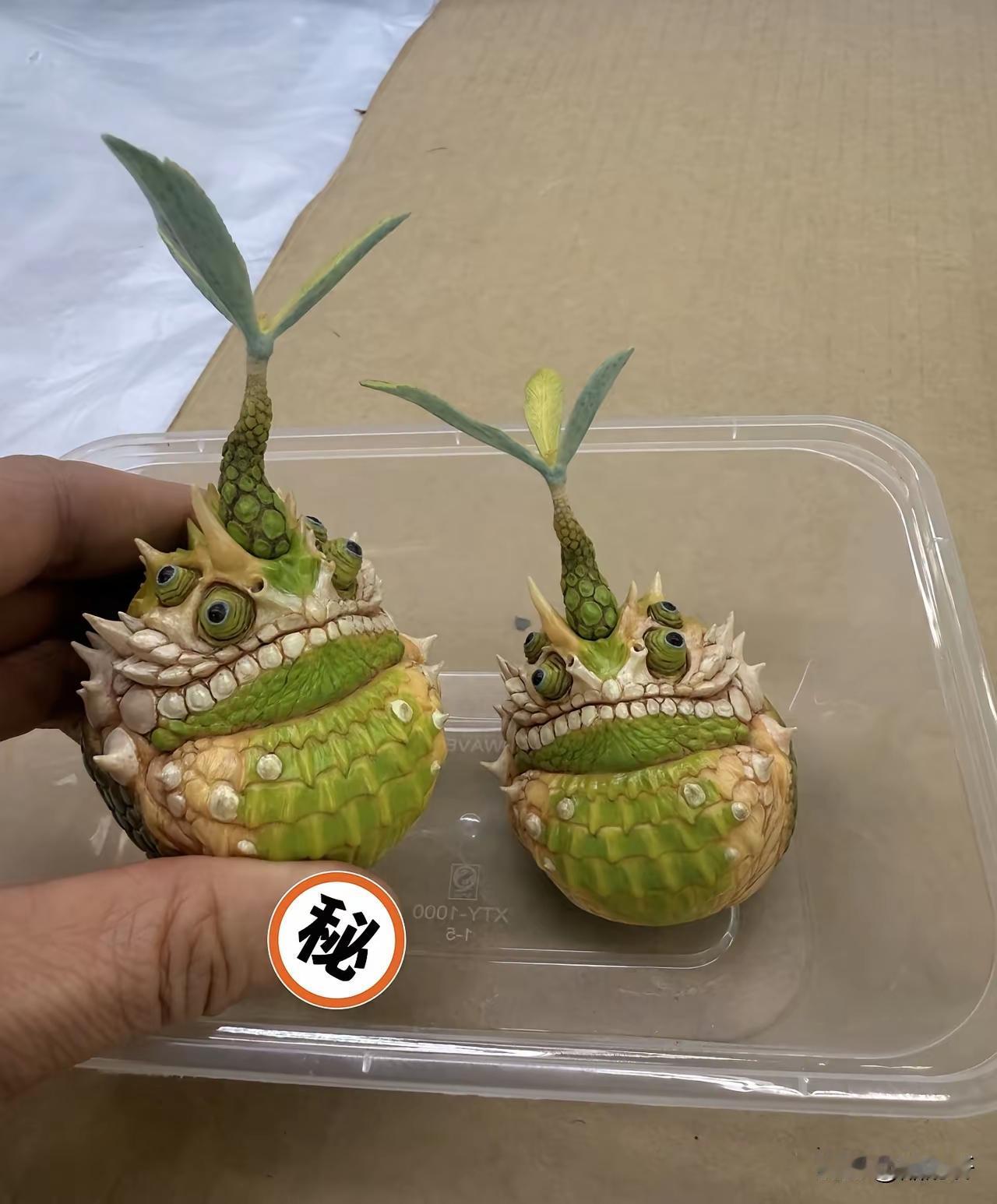 看你这个植物的面相，是可以大战僵尸的。[捂脸哭]