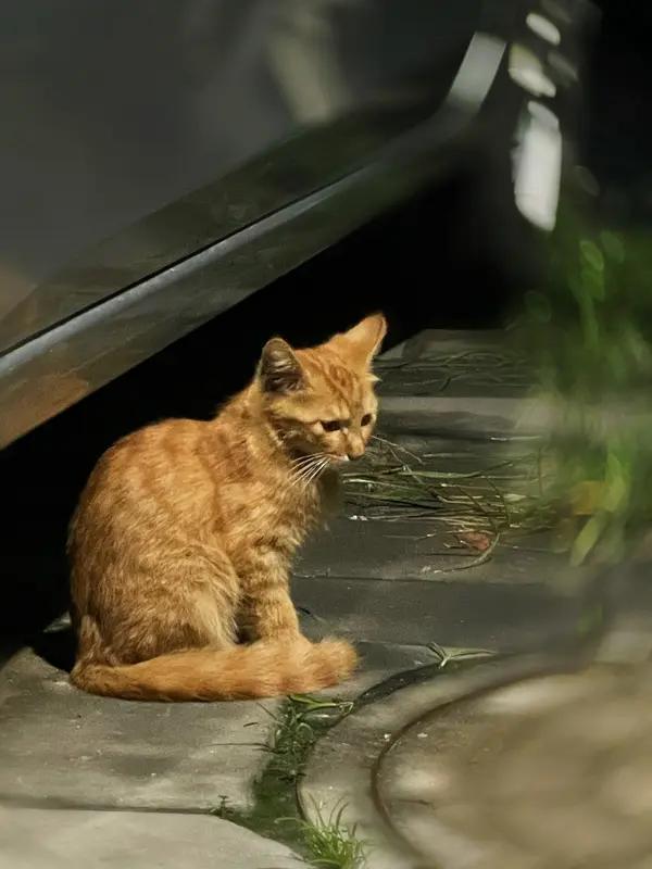 流浪猫妈妈都会抛弃自己的孩子吗?流浪猫妈妈不一定会抛弃自己的孩子。通常，母猫对