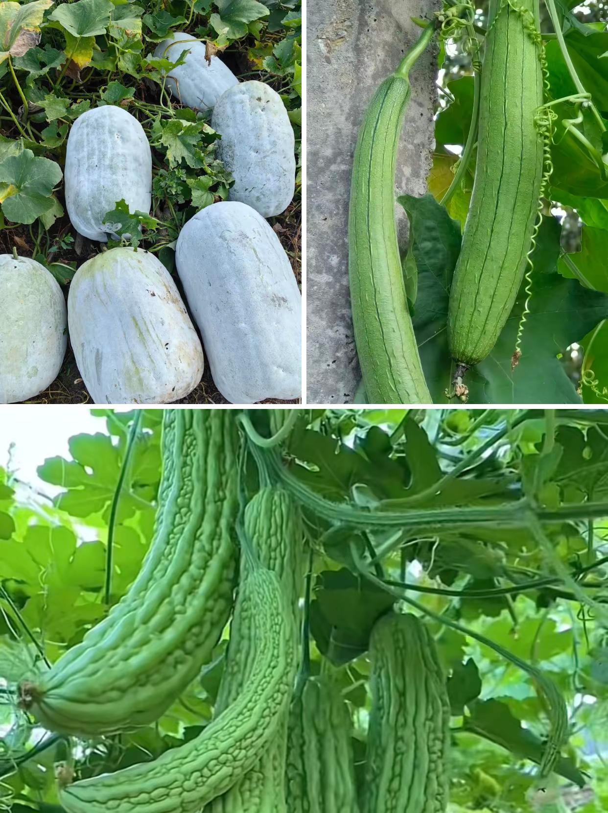 三伏天养生别瞎补！照着吃清爽不亏✨。超长三伏天高温高湿，人容易浑身黏腻、困倦乏力