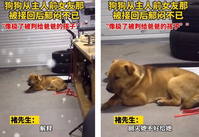 狗狗从主人前女友那被接回后郁闷不已。。。