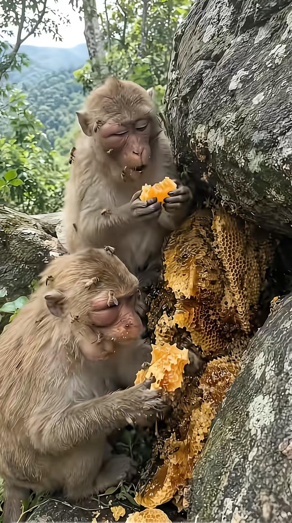 之前在动物世界刷到过这段实拍，两只短尾猴在林子里晃悠了快半小时，循着甜香摸去，居