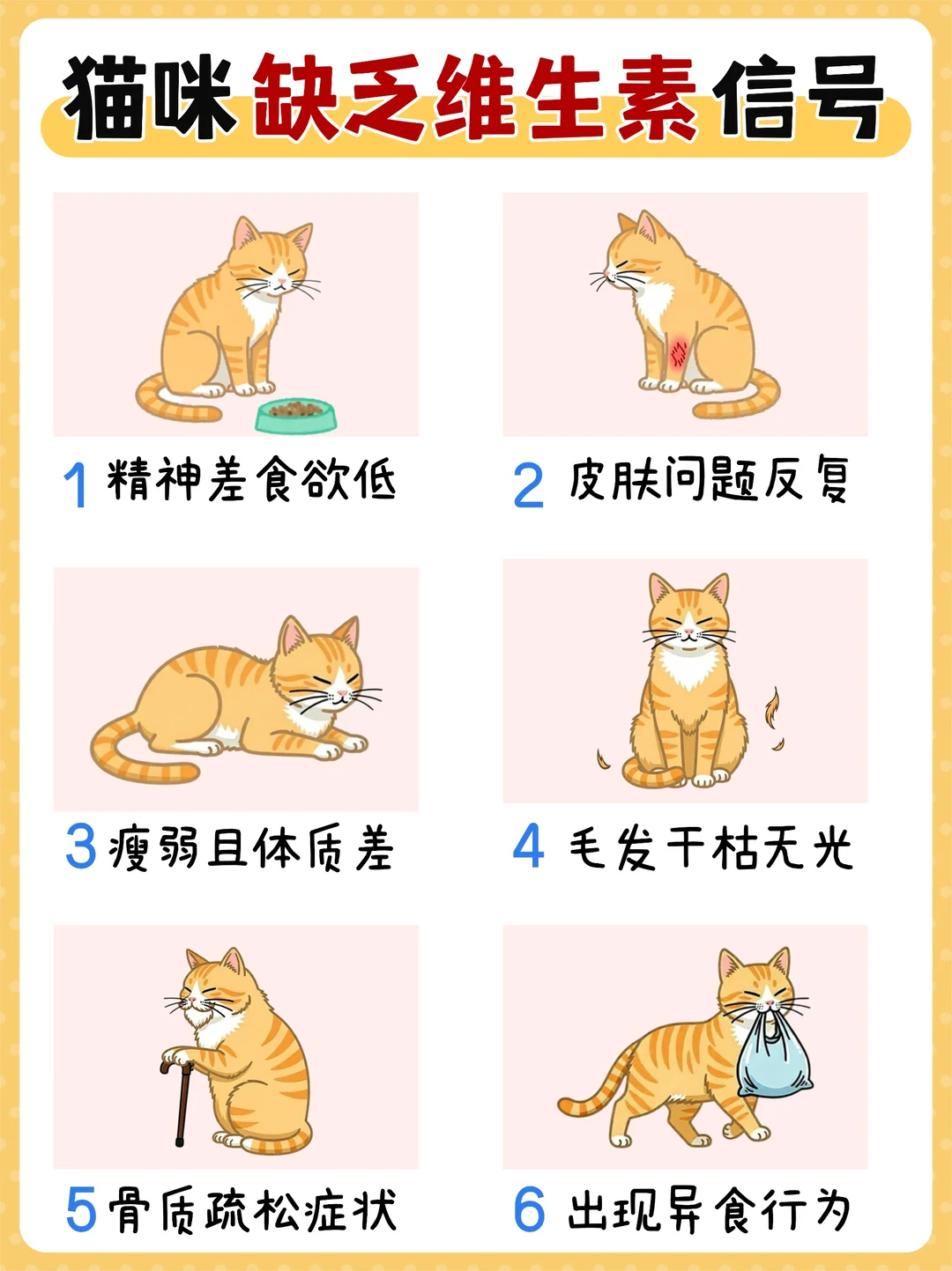 猫咪早就缺乏维生素B了❗你却还不知道