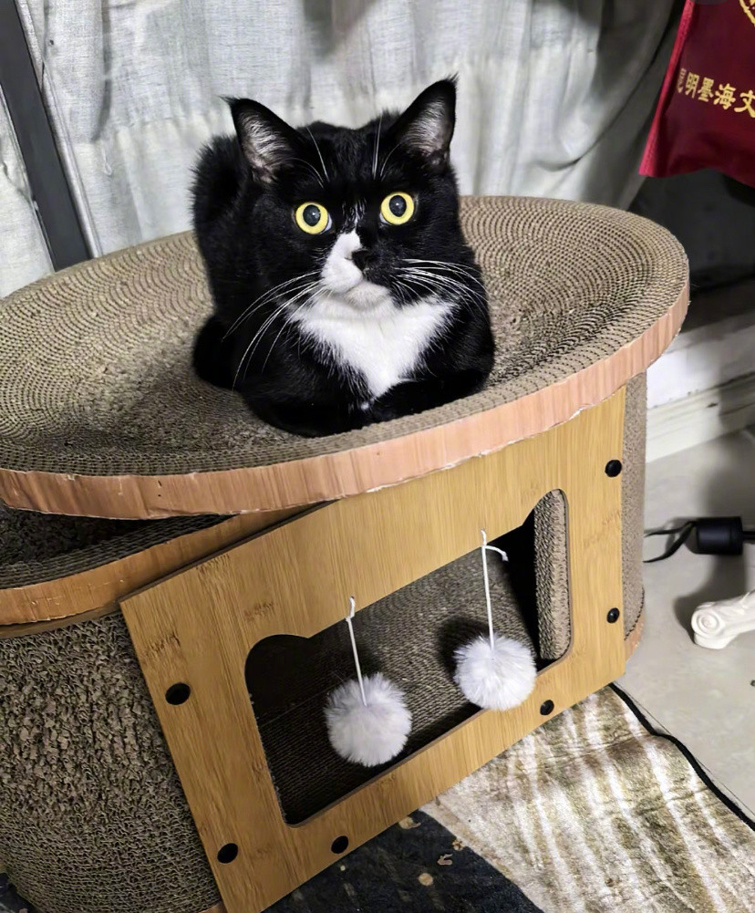 我家猫好像背着我准备考公了