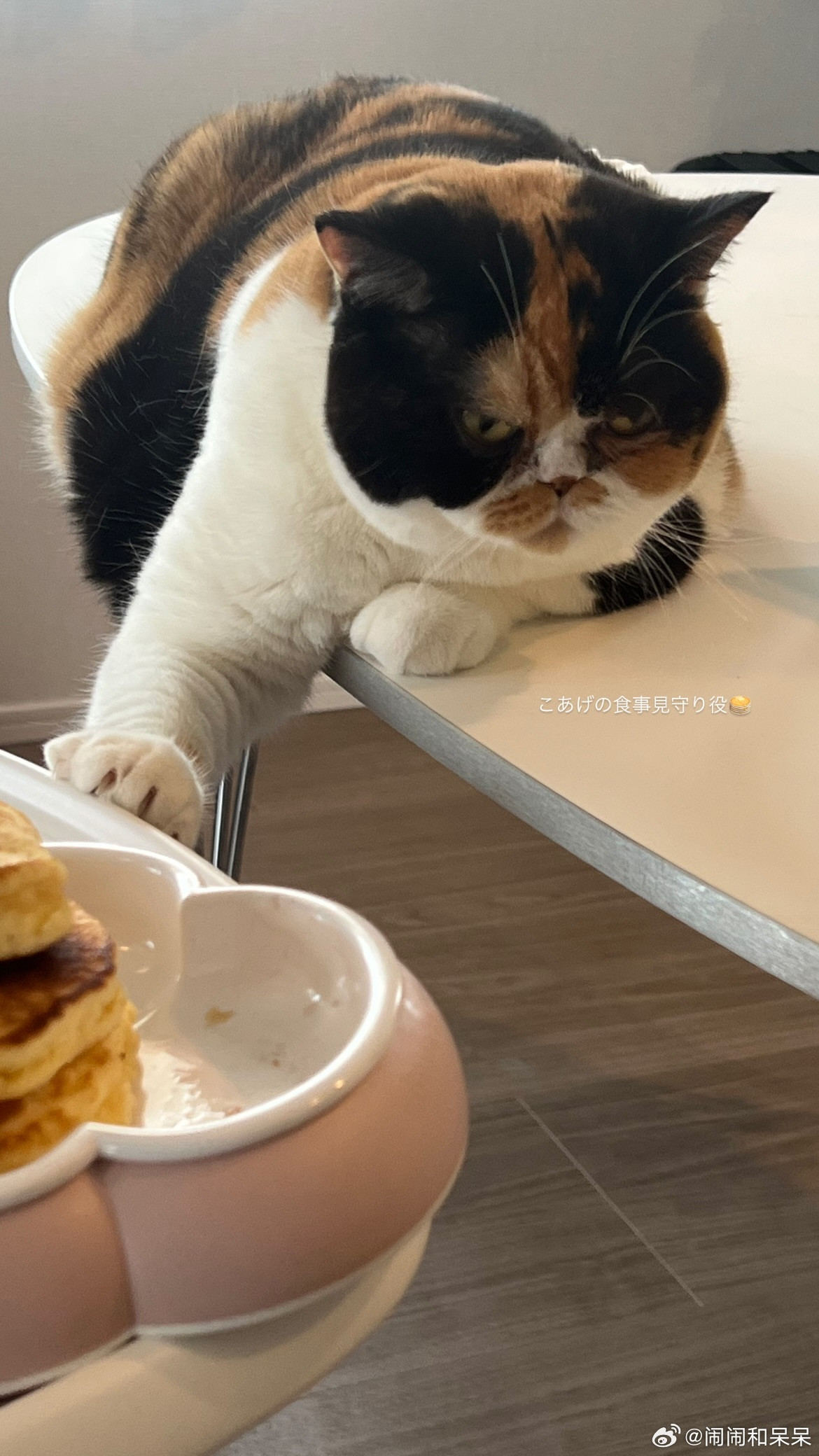 萌萌嘟三花饭团猫🍙cr：oagecat​​​