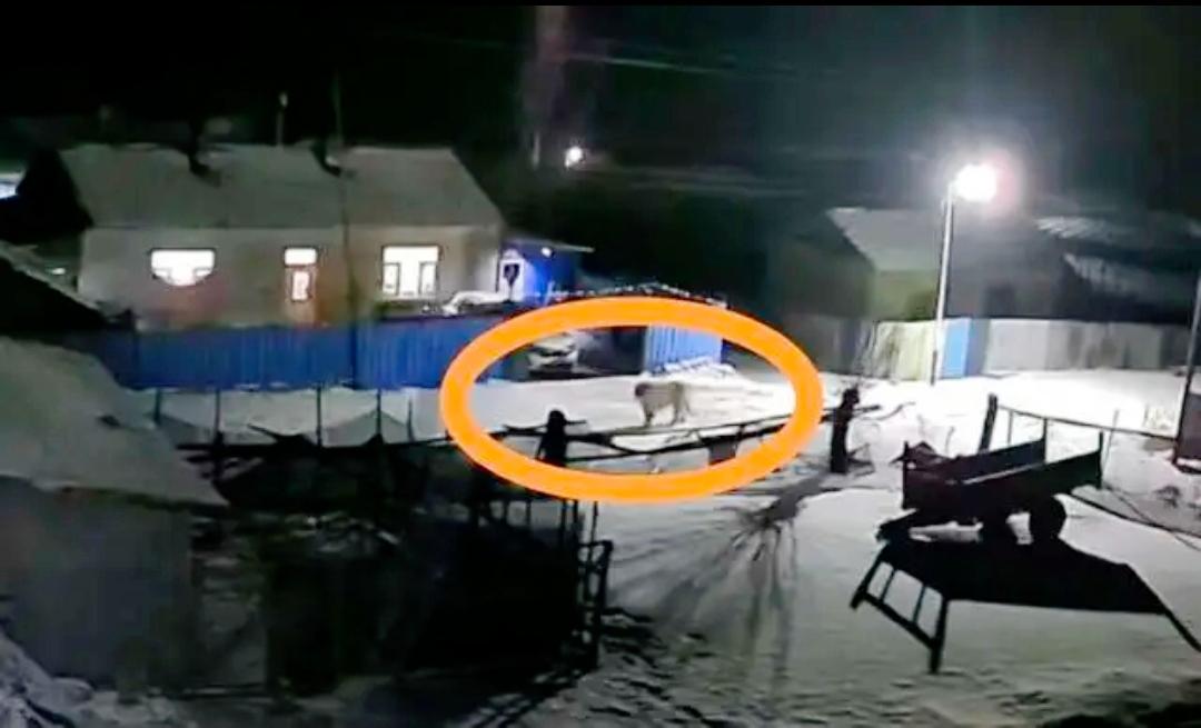黑龙江山村风雪夜突现东北虎，村民放鞭炮“送客”，村主任：五十年头一回见这阵仗