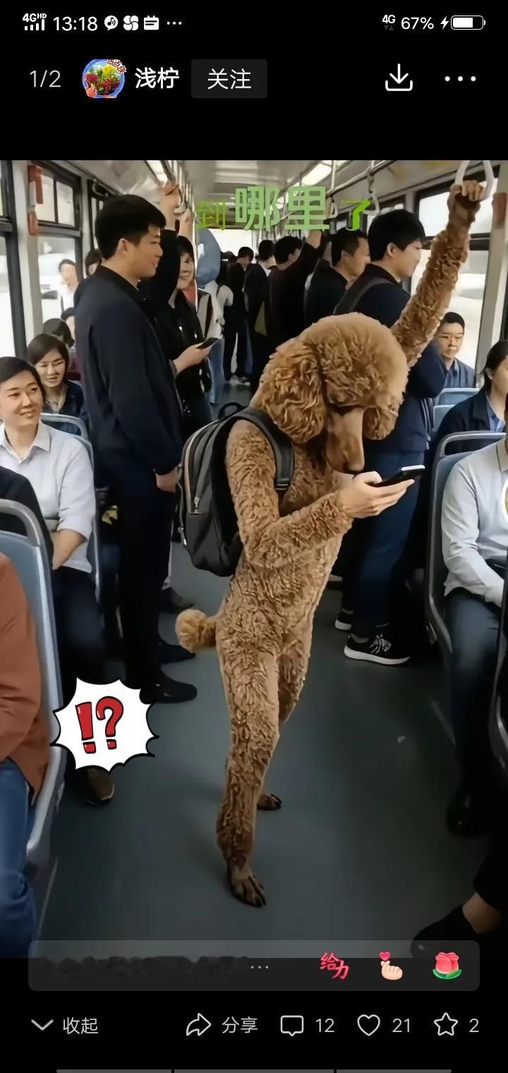 公交上的“贵宾犬人”火了！这届年轻人的搞怪，是压力下的快乐突围刷到这张公交